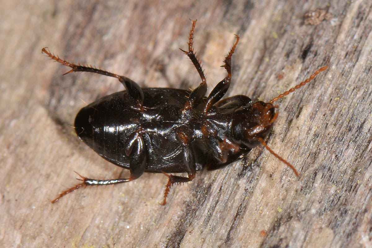 Carabidae: Harpalus sp.? H. modestus !!!